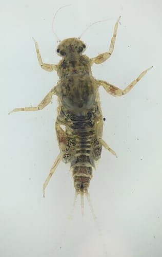 Trico (Tricorythodes), nymph
