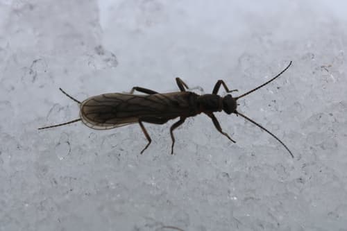 Tiny Black Stonefly (Allocapnia granulata), adult