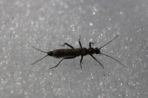 Tiny Black Stonefly (Allocapnia granulata), adult