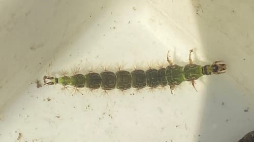 Green Rock Worm (Rhyacophila dorsalis)