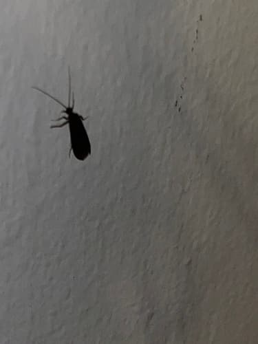 Little Black Caddis (Chimarra)