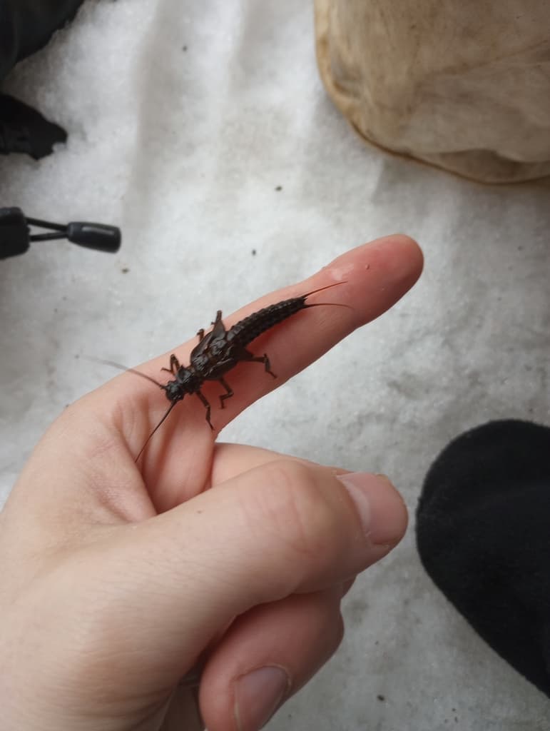 Giant Black Stonefly (Pteronarcys dorsata), nymph