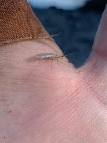 Little Yellow Sally (Isoperla bilineata), adult