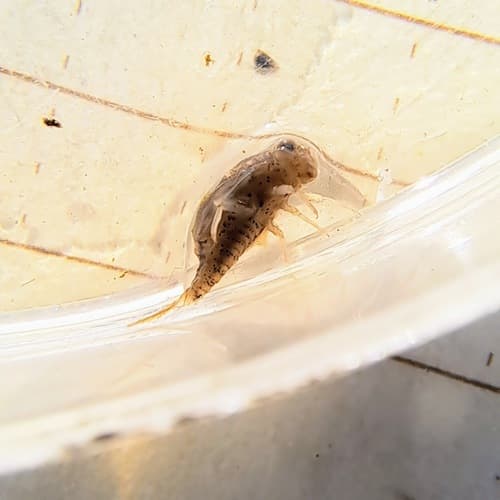 Bat Fly (Baetisca carolina)