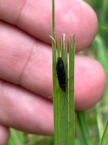 Little Black Caddis (Chimarra)