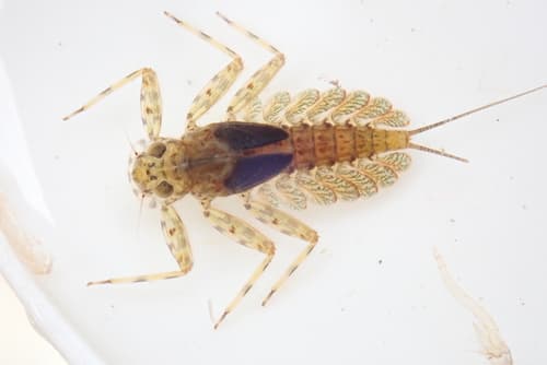 Quill Gordon (Epeorus pleuralis)
