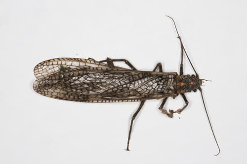 Giant Black Stonefly