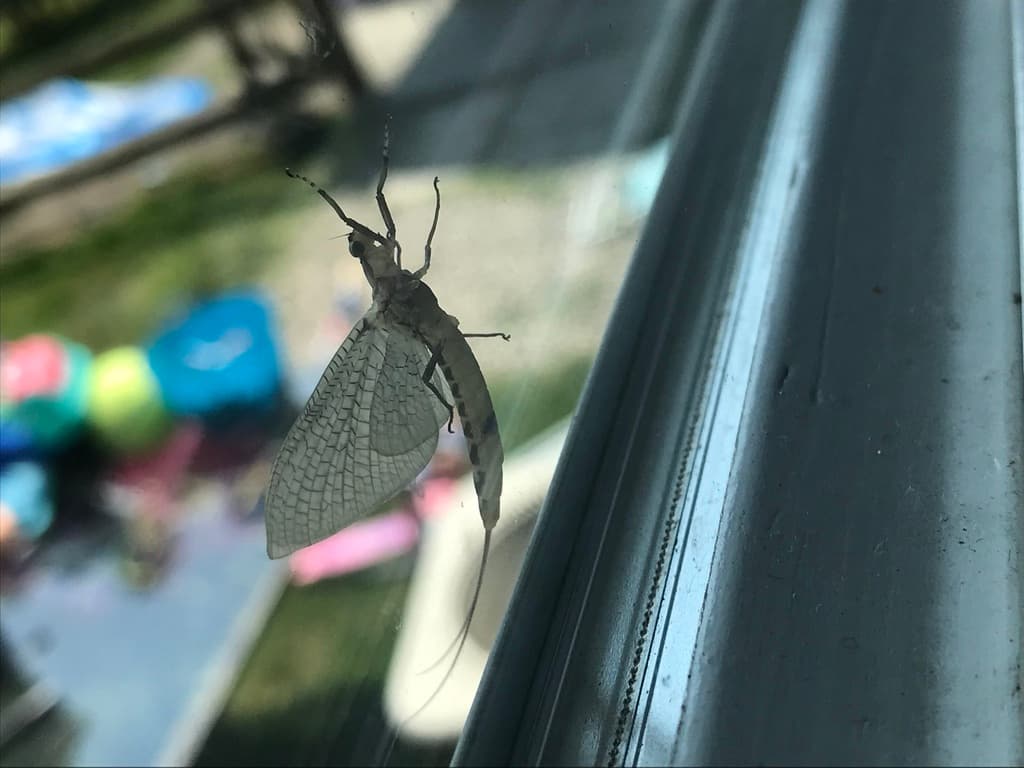 Hex (Hexagenia limbata)