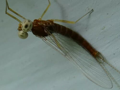 Quill Gordon (Epeorus pleuralis)