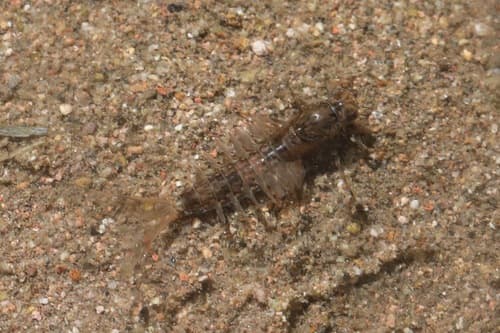 Gray Drake (Siphlonurus), nymph