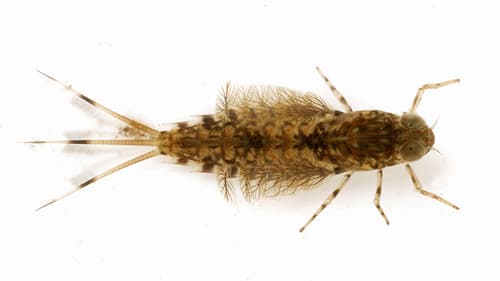 Gray Drake (Siphlonurus)