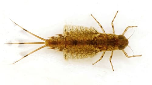 Gray Drake (Siphlonurus)