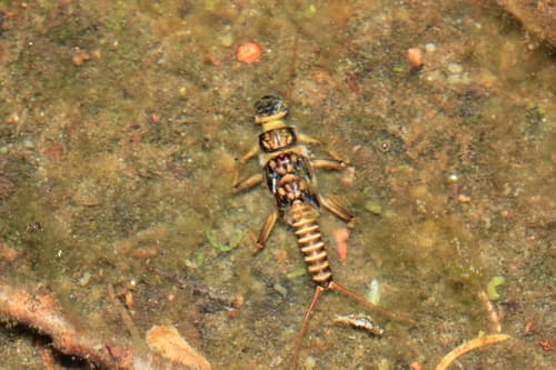 Golden Stonefly (Acroneuria lycorias)