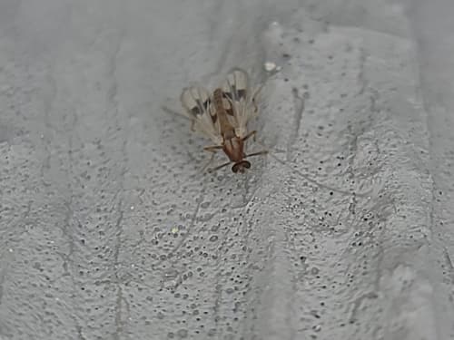 Midge (Procladius bellus)