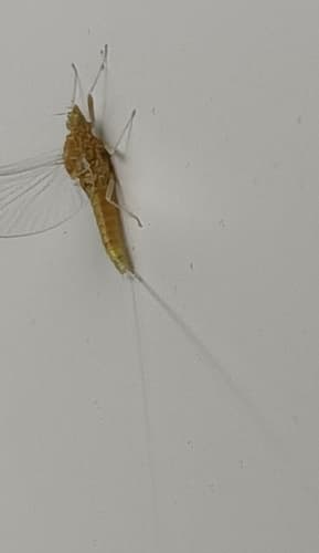 Tiny Blue-Winged Olive (Acentrella turbida)