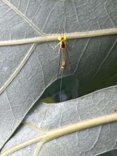 Light Cahill (Stenacron interpunctatum)