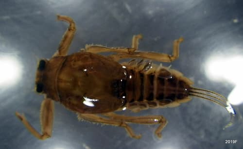 Great Speckled Olive (Drunella grandis), nymph