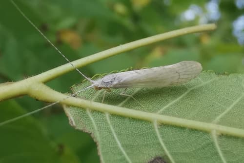 White Miller (Nectopsyche albida)