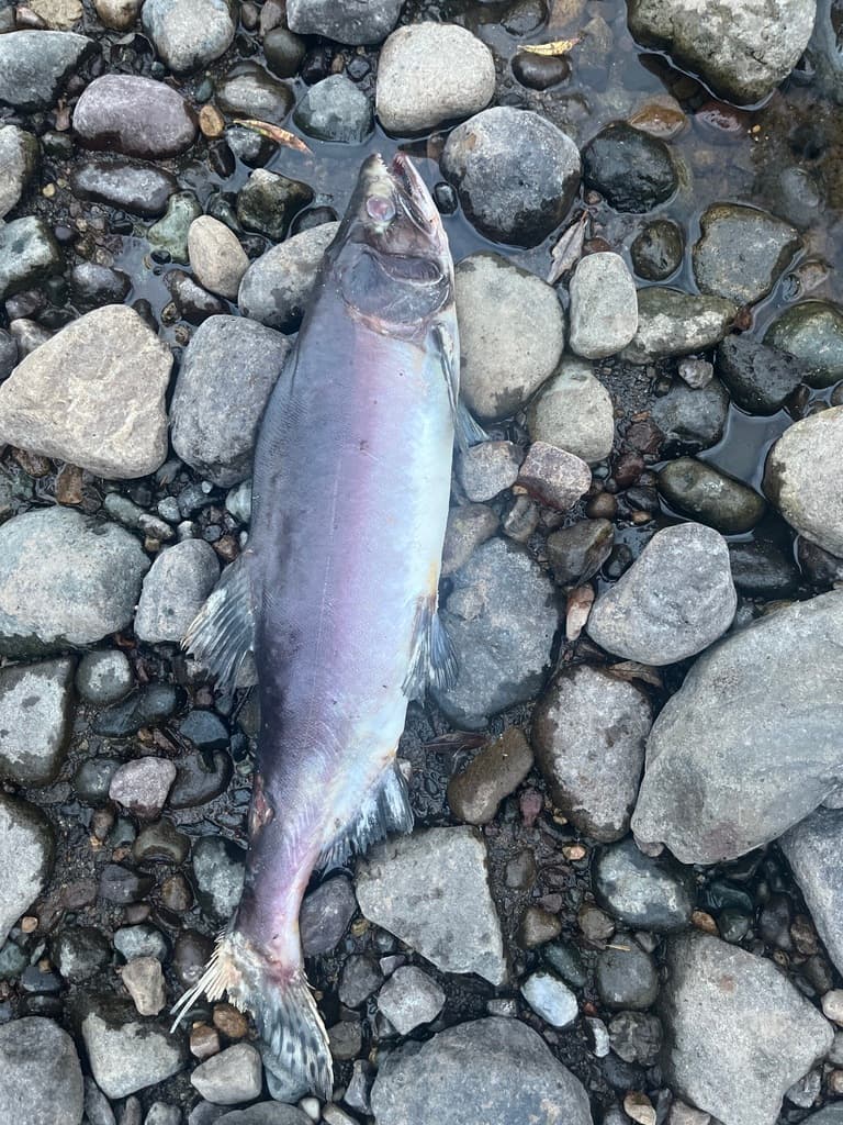 Pink salmon, adult