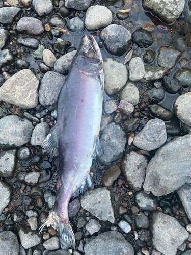 Pink salmon