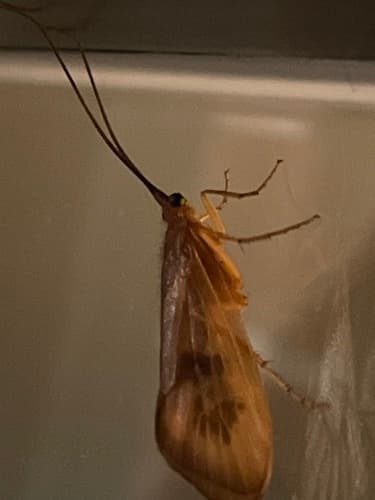 October Caddis