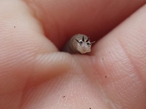 Crane Fly (Platytipula), larva