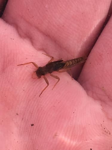 Mahogany Dun (Paraleptophlebia), nymph