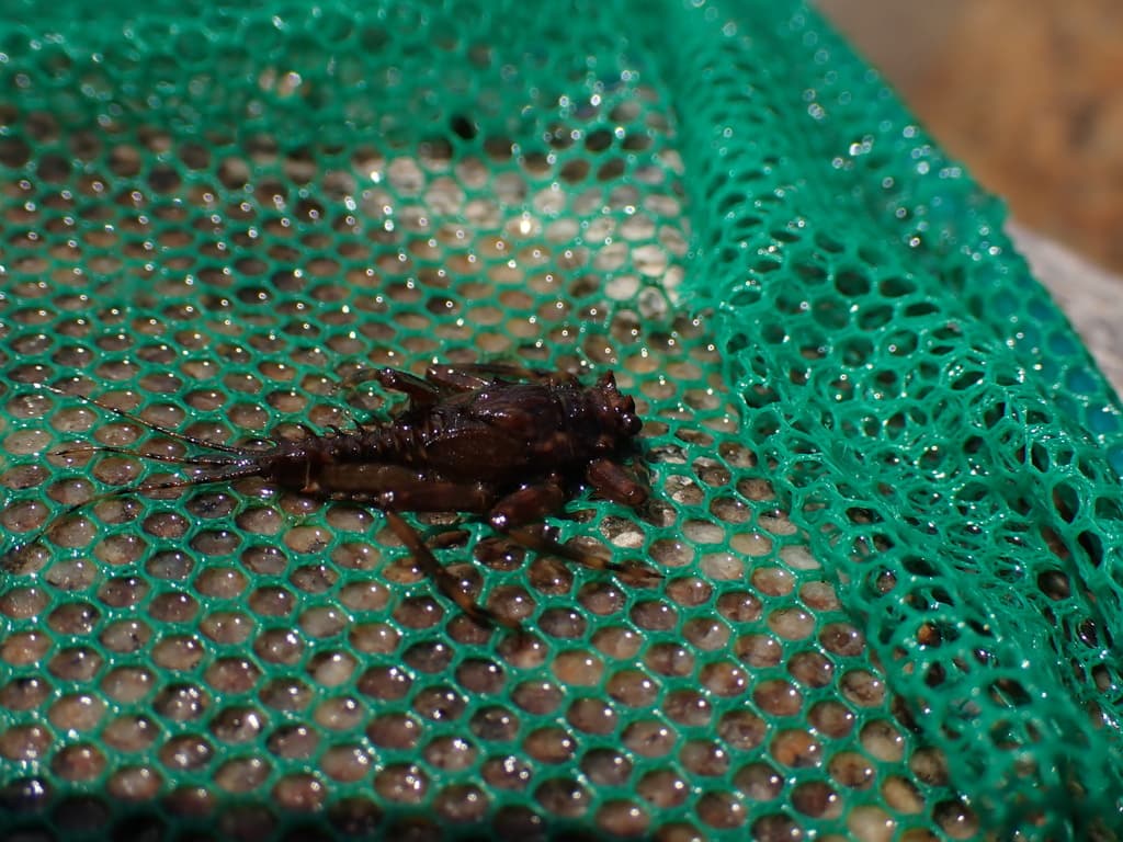 Great Speckled Olive (Drunella grandis), nymph