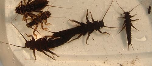 Giant Black Stonefly (Pteronarcys dorsata), nymph