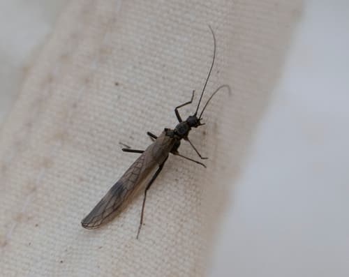 Early Black Stonefly (Taeniopteryx nivalis)