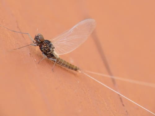 Blue-Winged Olive (Baetis tricaudatus)