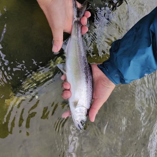Chinook salmon, juvenile