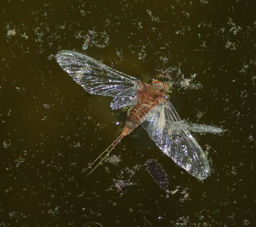 Bat Fly