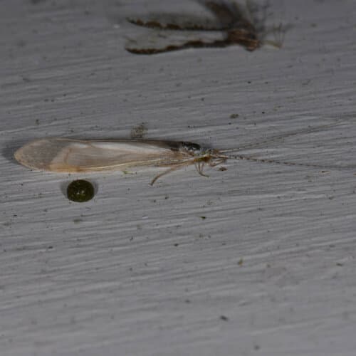 White Miller (Nectopsyche albida), adult