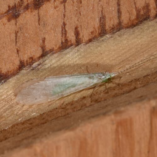 White Miller (Nectopsyche albida)