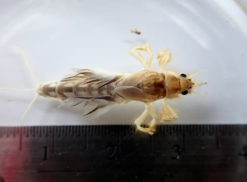 Hex (Hexagenia limbata), nymph