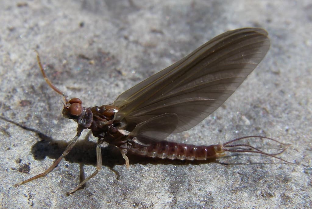 Hendrickson (Ephemerella subvaria)