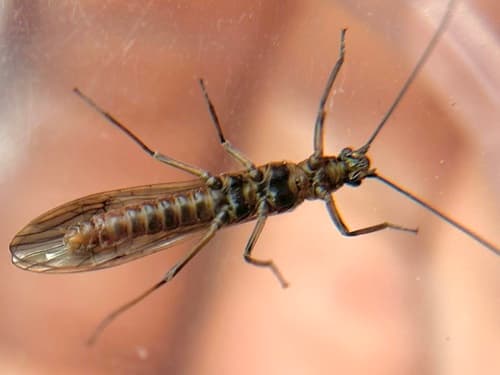 Early Brown Stonefly