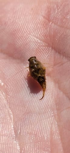 Bat Fly (Baetisca carolina), nymph