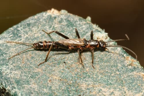 Tiny Black Stonefly (Allocapnia granulata), adult