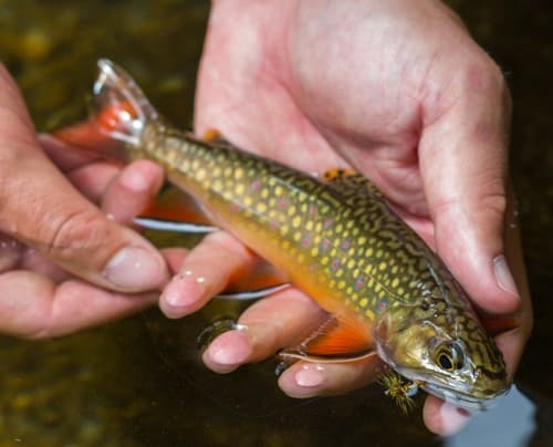 Brook trout, adult