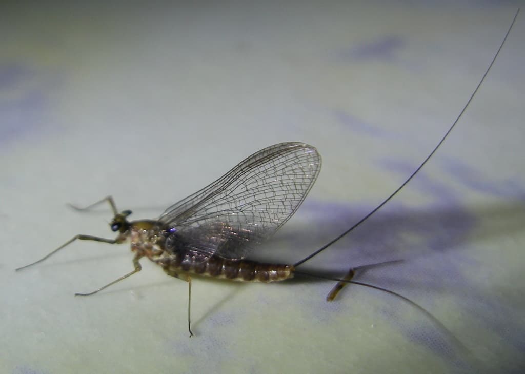 Quill Gordon (Epeorus pleuralis)