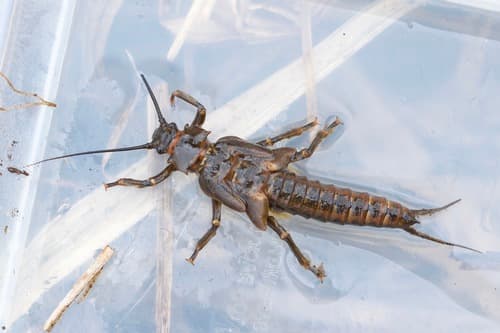 Giant Black Stonefly (Pteronarcys dorsata)