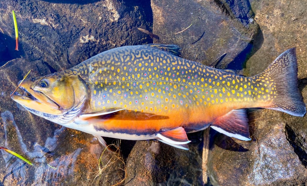 Brook trout, adult