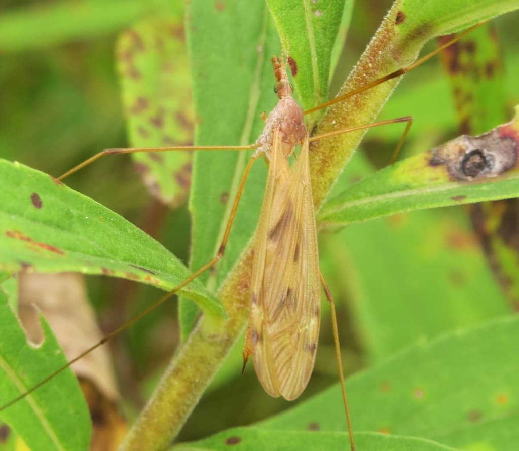 Crane Fly (Platytipula)