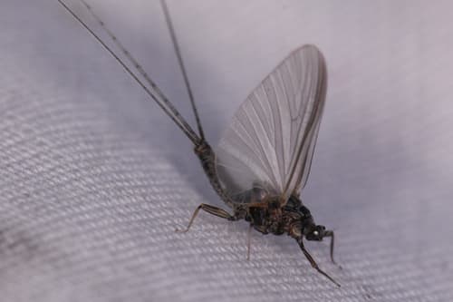 Trico (Tricorythodes)
