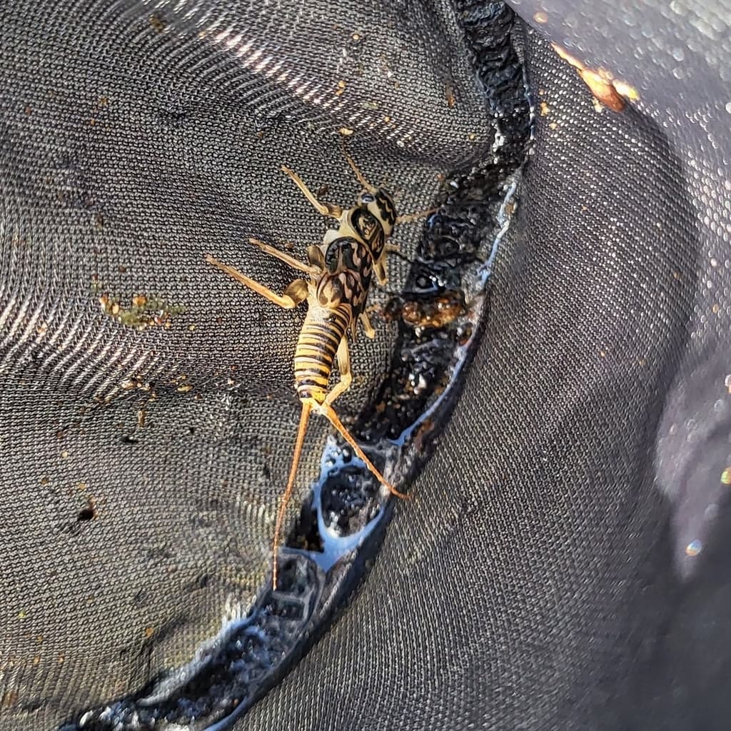 Golden Stonefly (Acroneuria lycorias), nymph