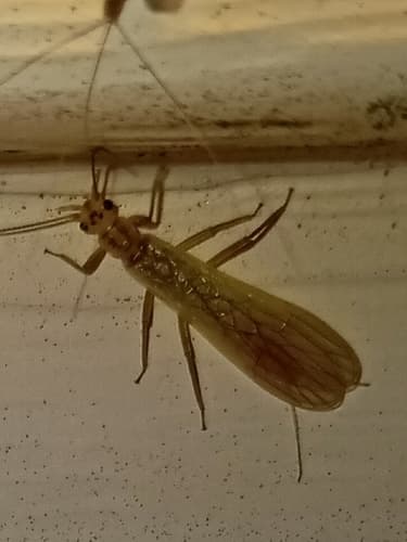 Little Yellow Sally (Isoperla bilineata), adult