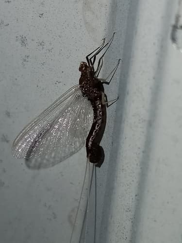 Isonychia (Isonychia bicolor)
