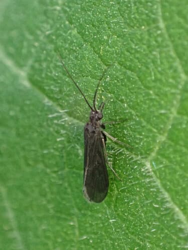 Little Black Caddis (Chimarra)